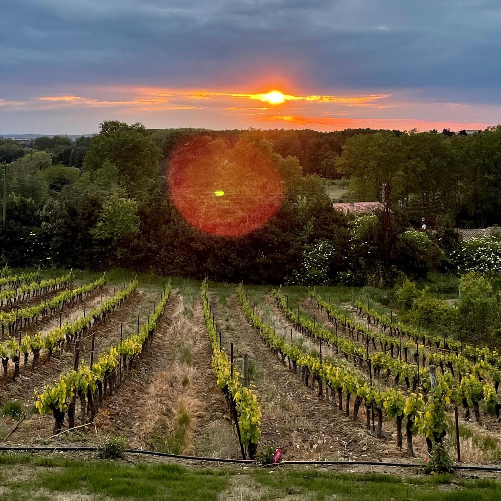 Villa L'écrin de la Cité, Coeur de Vignes à Carcassonne Extérieur photo